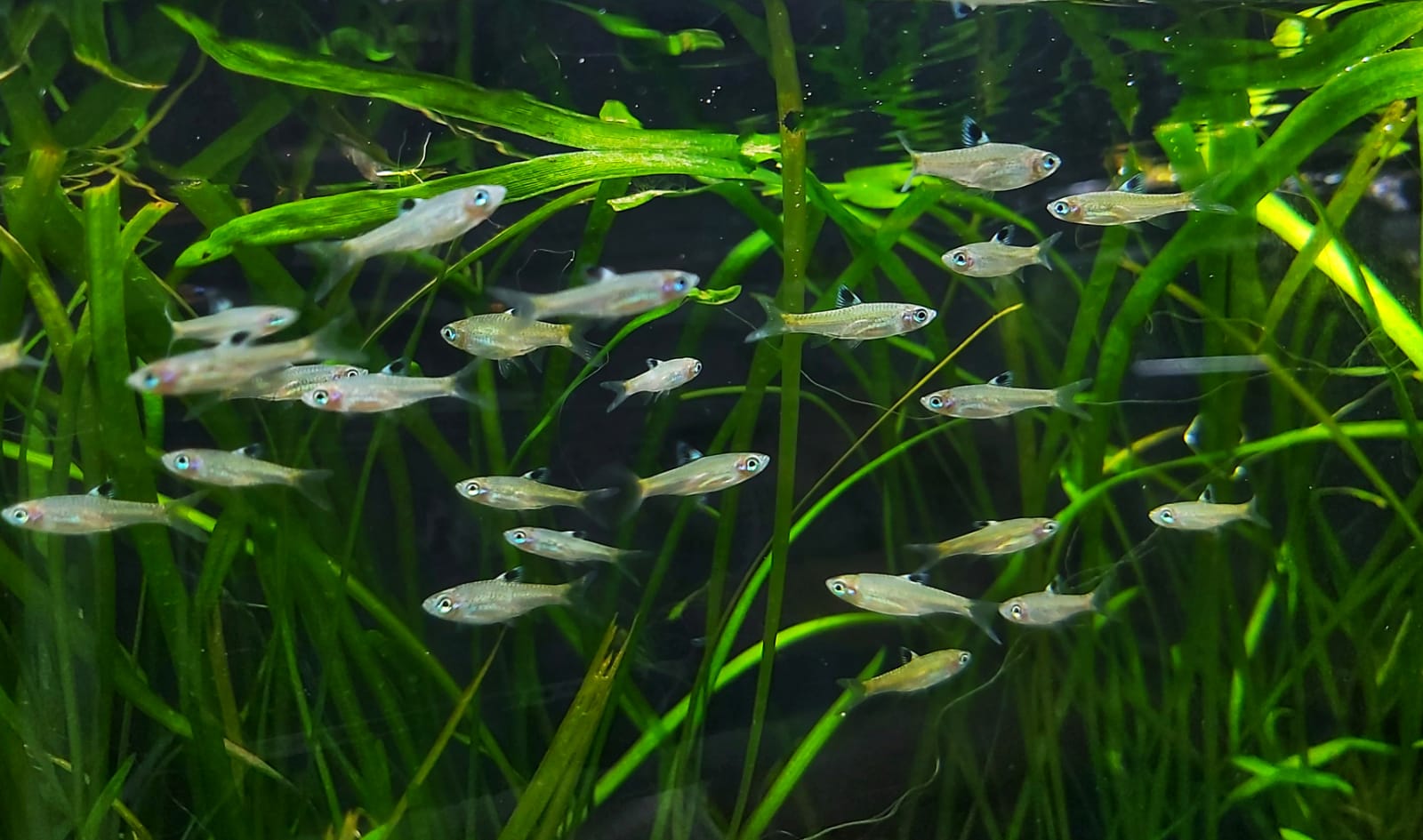 kleiner Leuchtaugenbärbling - lat. Brevibora dorsiocellata macrophthalma