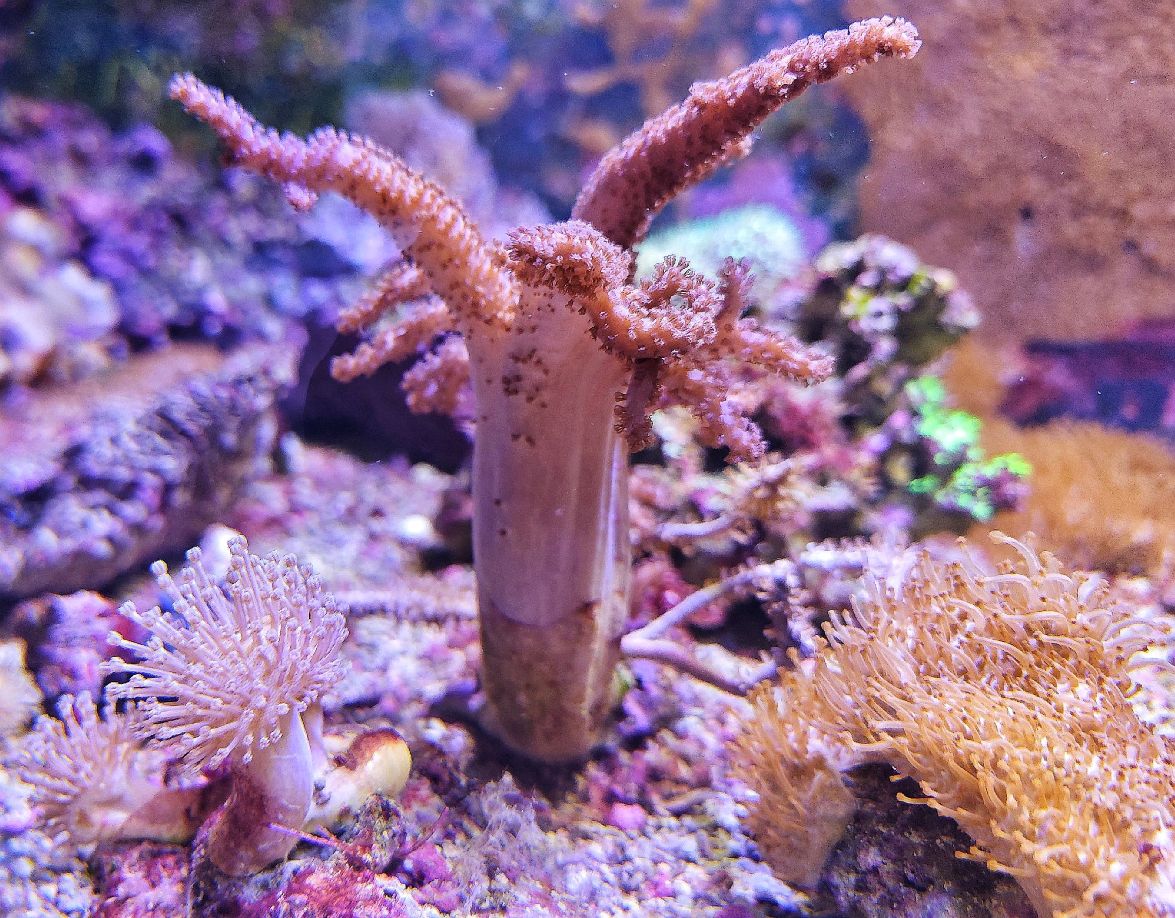 Capnella parva – kleinpolypige Weichkoralle