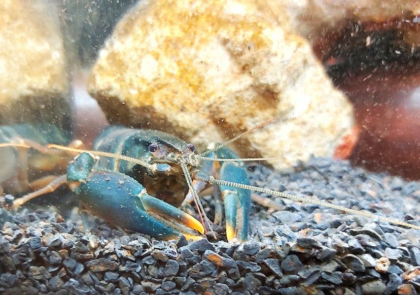 Feuerkrebs - lat. Cherax snowden Feuerkrebs - lat. Cherax snowden