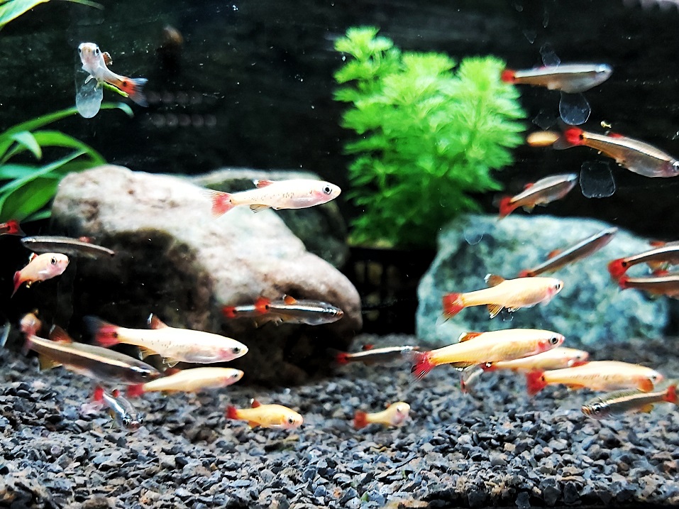 Zuchtbericht Kardinalfisch - lat. Tanichtys albonubes