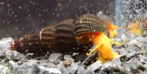 Poso Schnecke - lat. Tylomelania sp. Poso Schnecke - lat. Tylomelania sp.