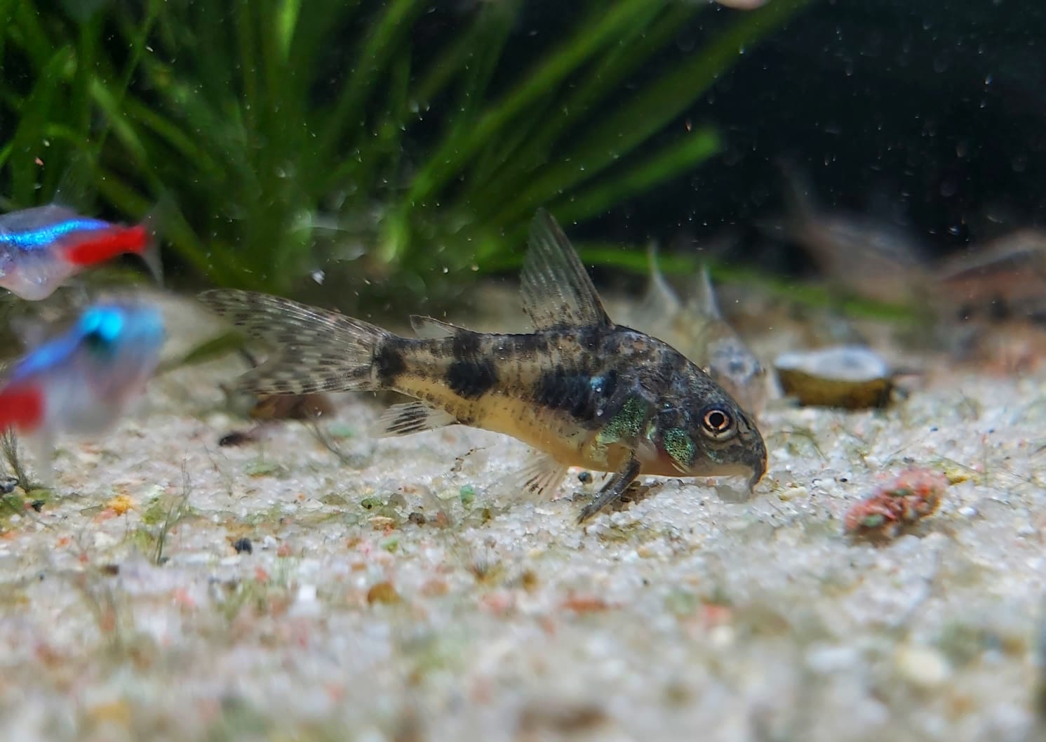 Marmorierter Panzerwels - lat. Corydoras paleatus