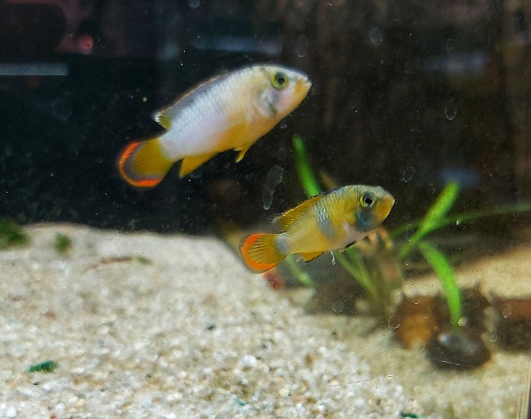 Panda Zwergbuntbarsch - lat. Apistogramma nijsseni