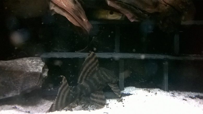 Zuchtbericht Anapu Harnischwels - lat. Panaqolus sp. L403