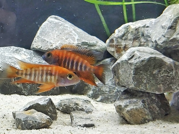 Aulonocara jacobfreibergi 