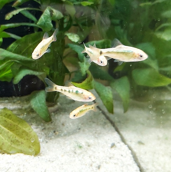 Messingbarbe - lat. Barbodes semifasciolatus 