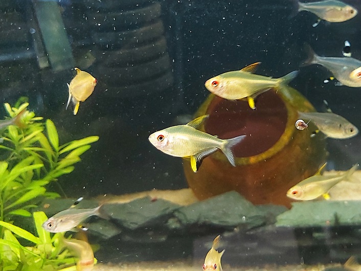 Zitronensalmler - lat. Hyphessobrycon pulchripinnis
