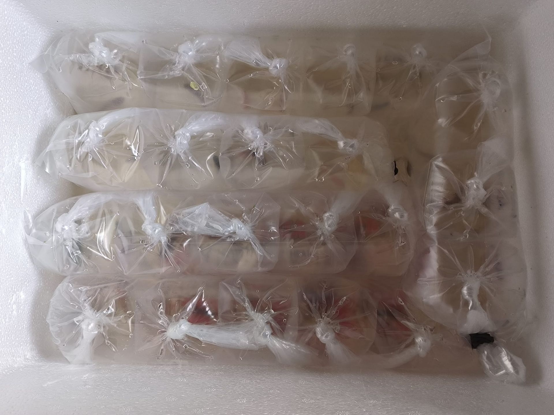 Eingewöhnung und Einsetzen von Zierfischen nach dem Transport Eingewöhnung und Einsetzen von Zierfischen nach dem Transport