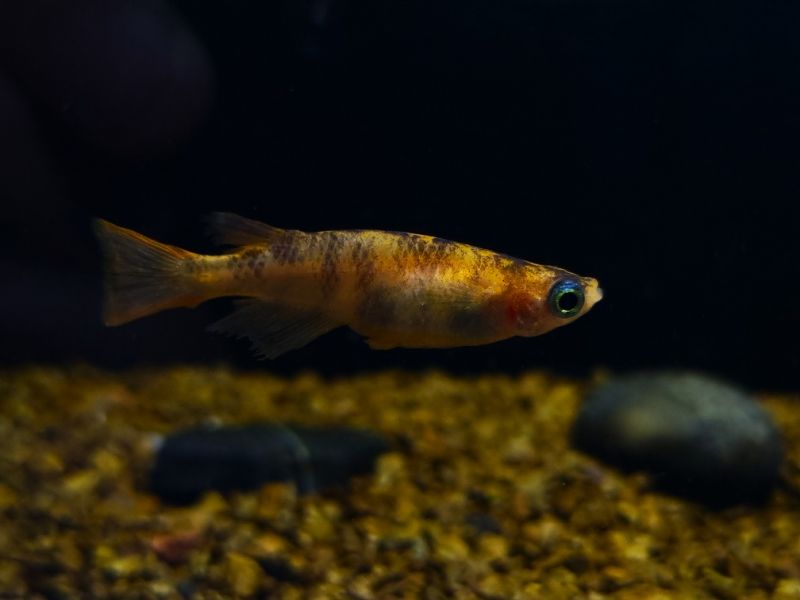 Japanischer Reisfisch / Medaka - Oryzias latipes Japanischer Reisfisch / Medaka - Oryzias latipes