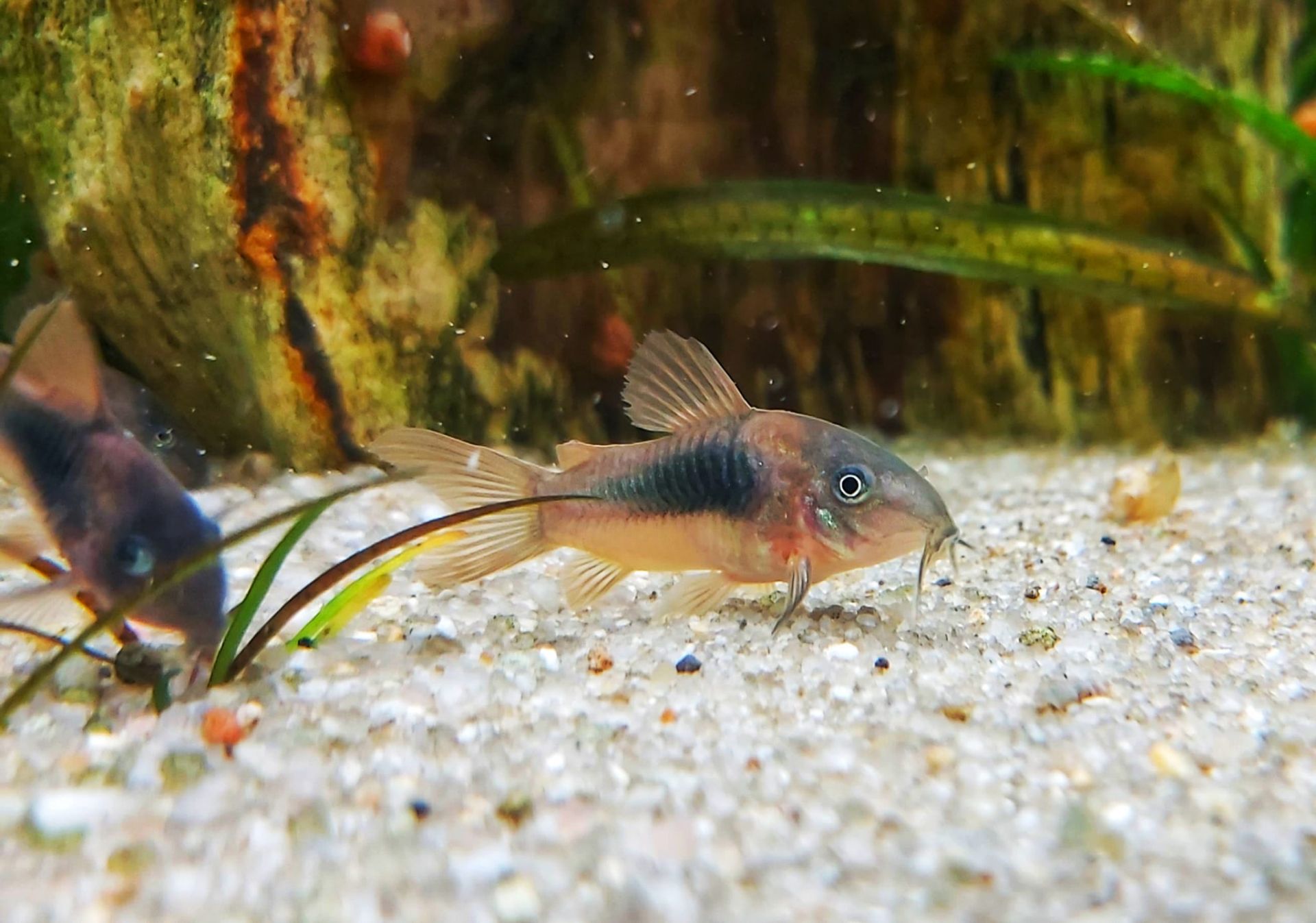 Metallpanzerwels - lat. Corydoras Aeneus