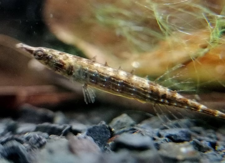 Burma Stichling - lat. Indostomus paradoxus