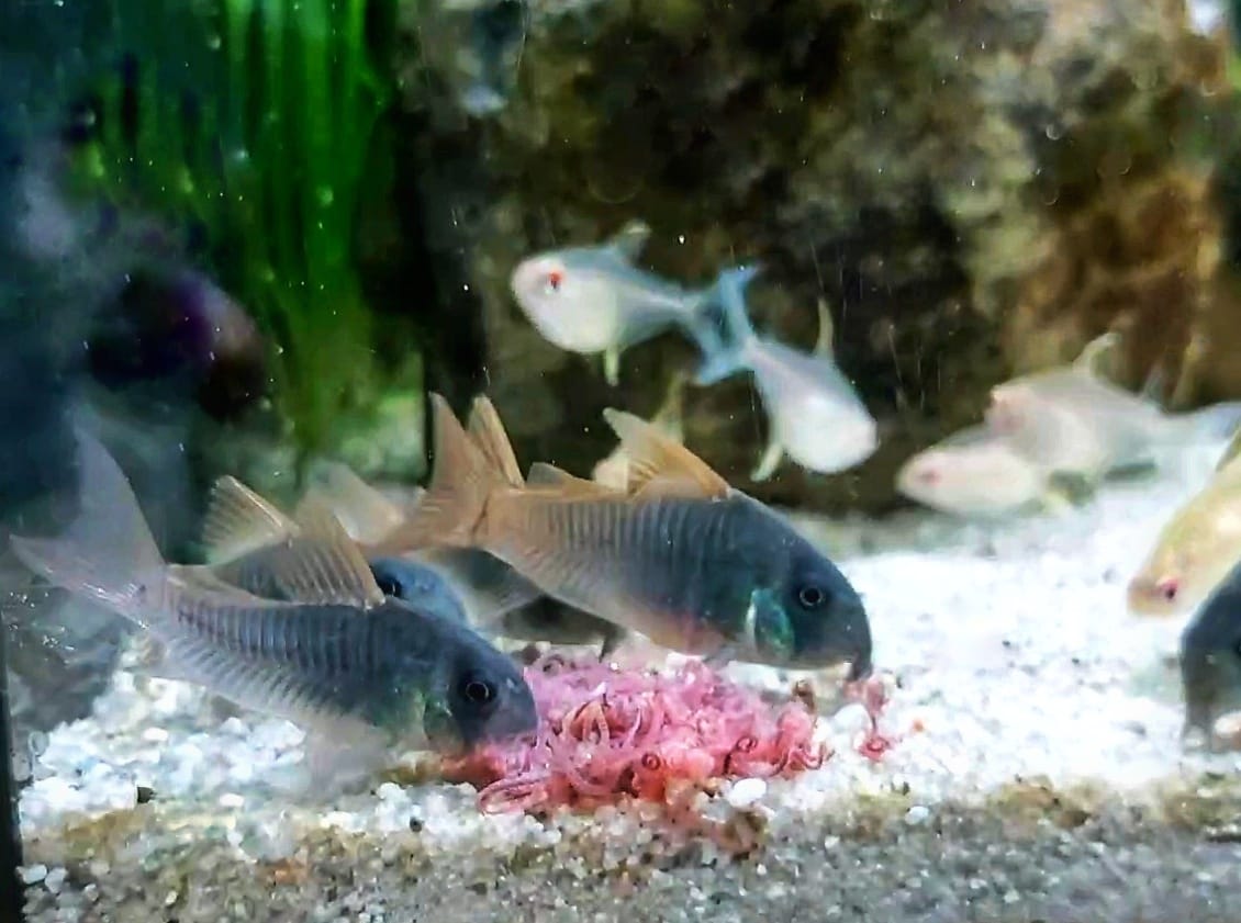Futtersorten für Panzerwelse - Speiseplan für Corydoras Futtersorten für Panzerwelse - Speiseplan für Corydoras