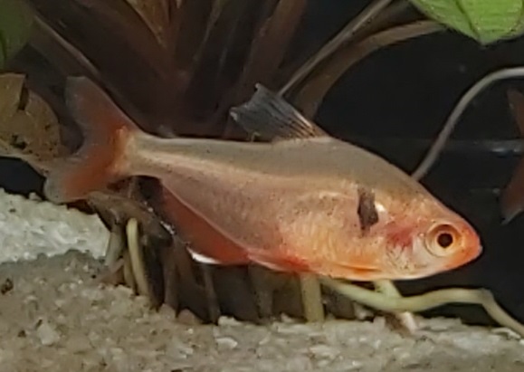 Zuchtbericht Blutsalmler - Hyphessobrycon eques Zuchtbericht Blutsalmler - Hyphessobrycon eques