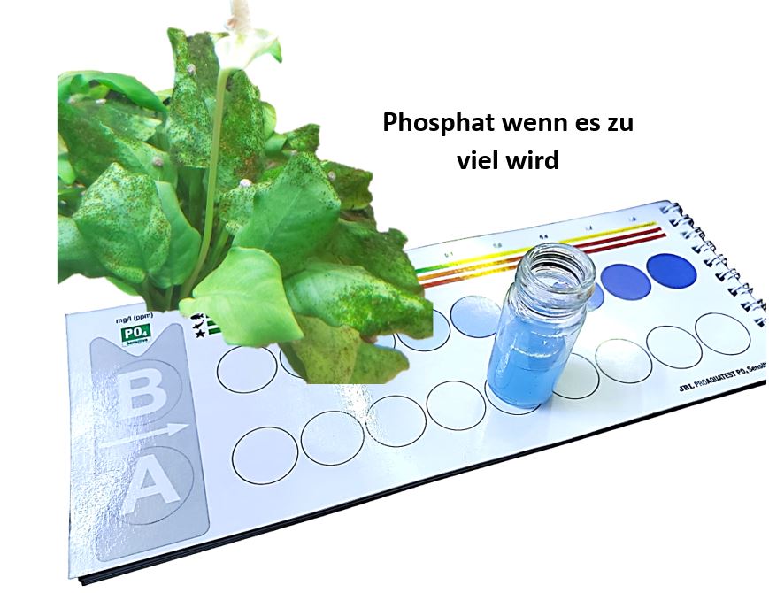 Phospat - PO4 im Aquarium
