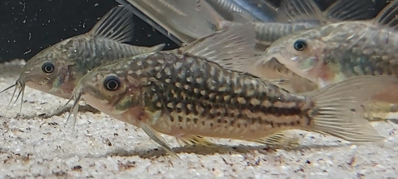 Nanus Panzerwels - lat. Corydoras nanus