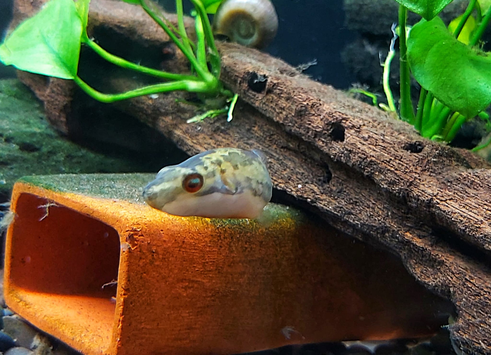 Rotschwanz Kammkugelfisch  lat.  Carinotetraodon irrubesco 