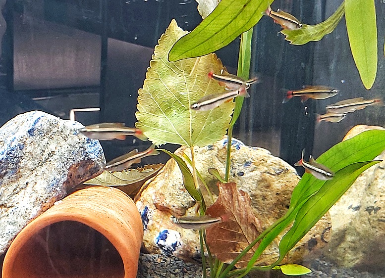 Vietnamnesischer Kardinalfisch - lat. Tanichthys micagemmae