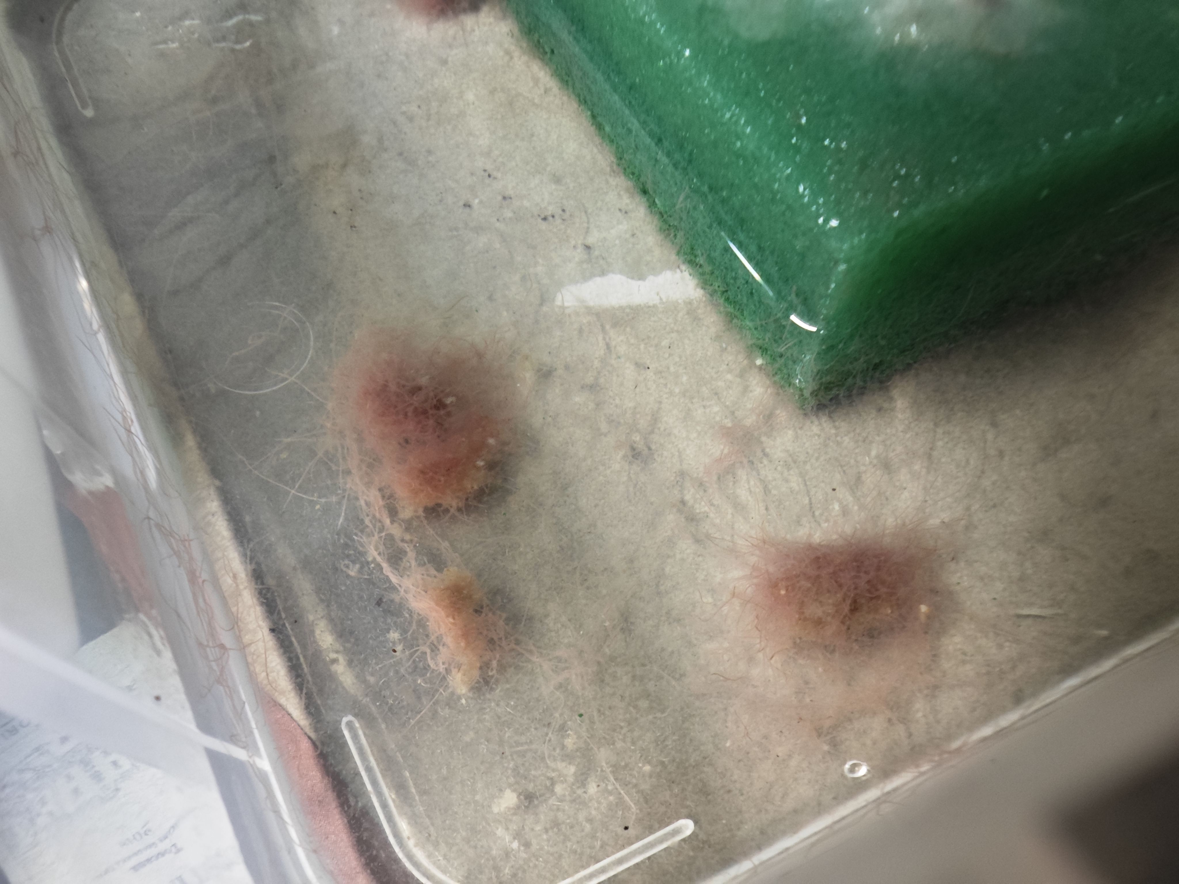 Microfex Zuchtansatz - kleines Lebendfutter Microfex Zuchtansatz - kleines Lebendfutter