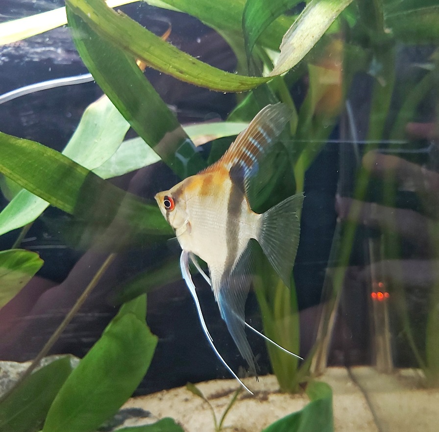 Rotrücken Skalar - Pterophyllum scalare manacapuru