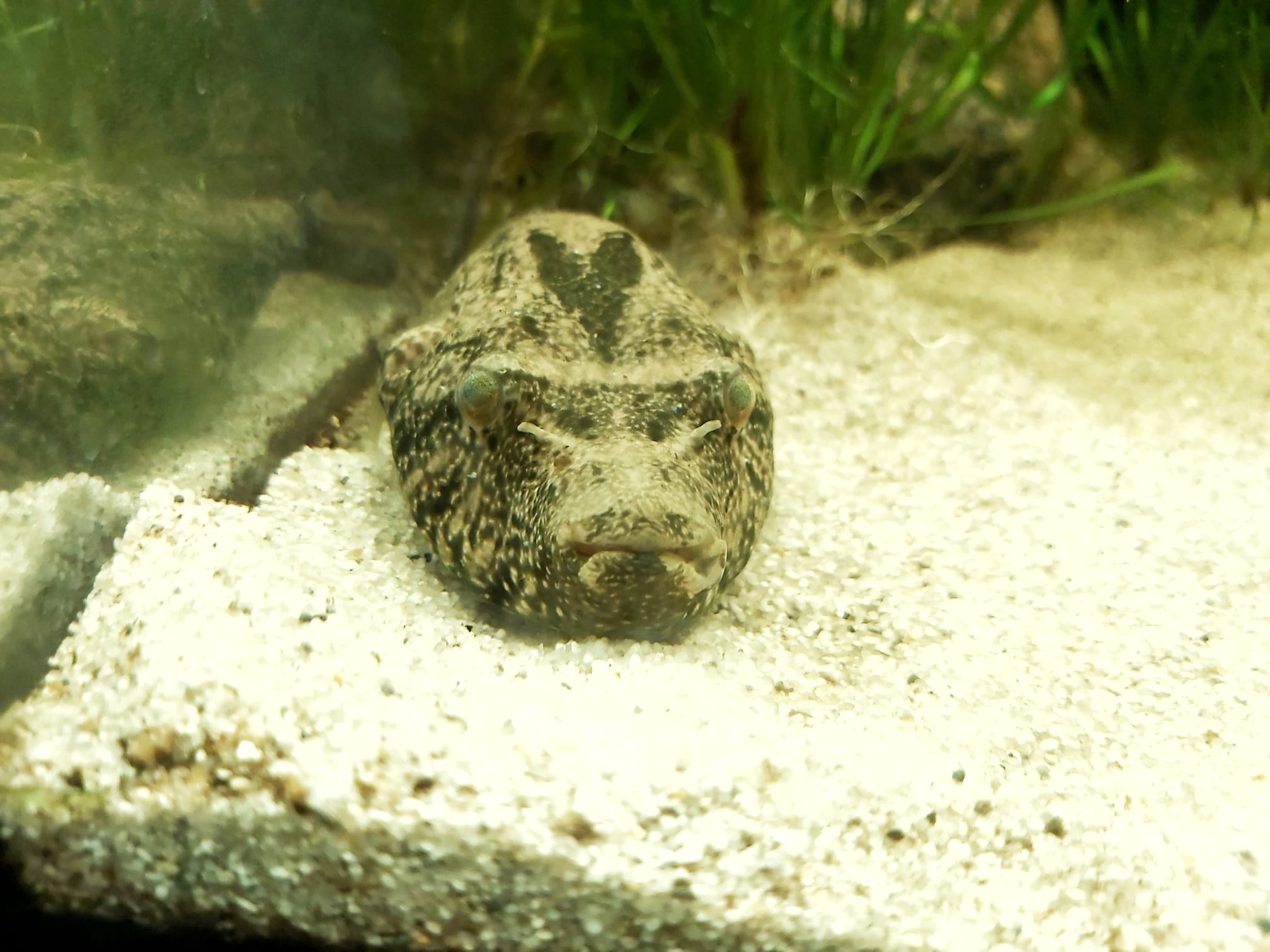 Mekong Kofferkugelfisch - lat. Tetraodon suvattii
