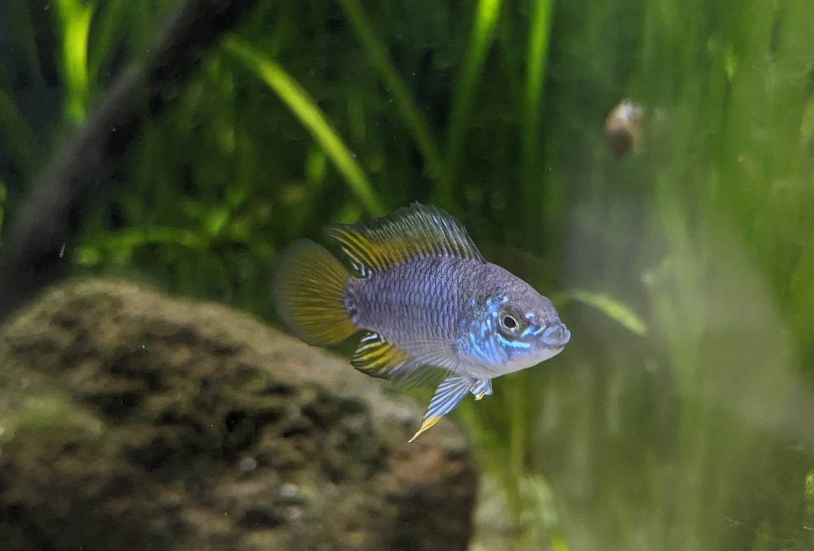 Opals Zwergbuntbarsch - lat. Apistogramma Borelli opal 