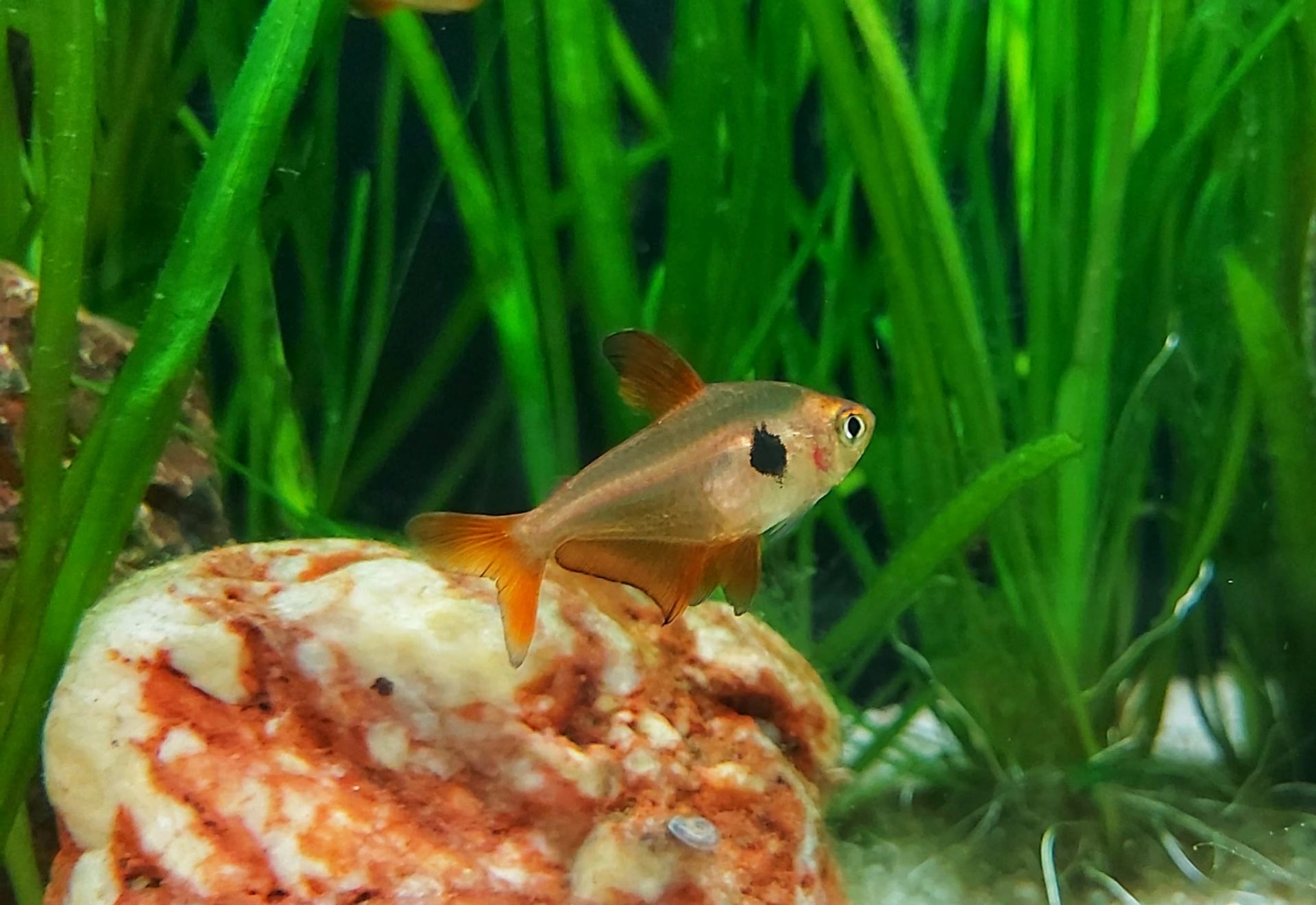 Roter Phantomsalmler - lat. Hyphessobrycon sweglesi