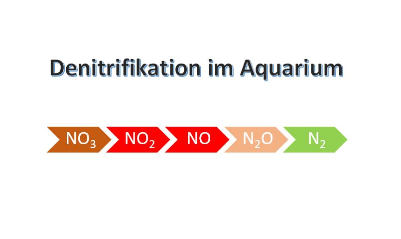 Denitrifikation - Deshalb ist stehendes Wasser gefährlich