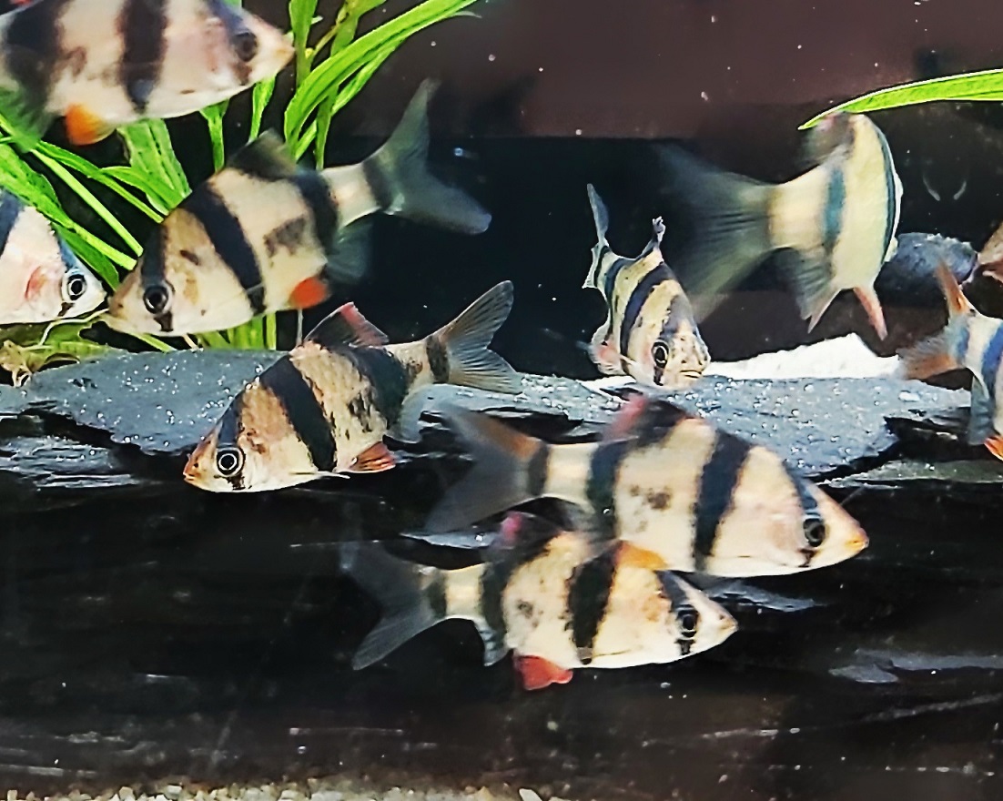 Sumatrabarbe - lat. Puntius cf.  tetrazona