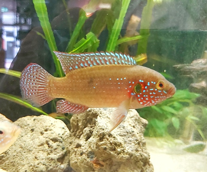 Juwelenbuntbarsch - lat. Hemichromis lifalili