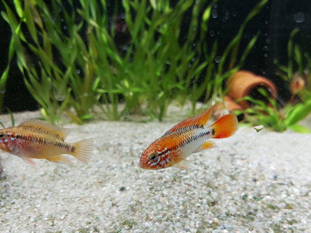 Schwarzkehl Zwergbuntbarsch - lat. Apistogramma viejita