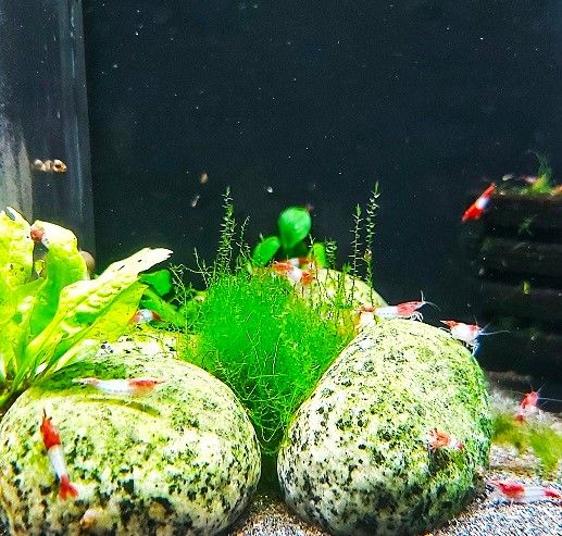Zwerggarnelen - lat. Neocaridina davidi 