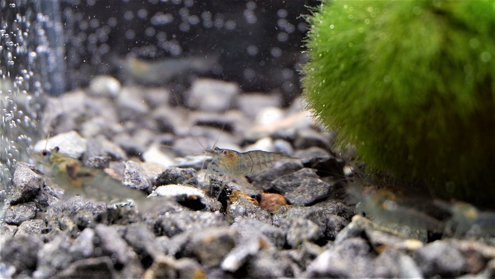 Sulawesi Inlandsgarnele - lat. Caridina pareparensis parvidentata Sulawesi Inlandsgarnele - lat. Caridina pareparensis parvidentata