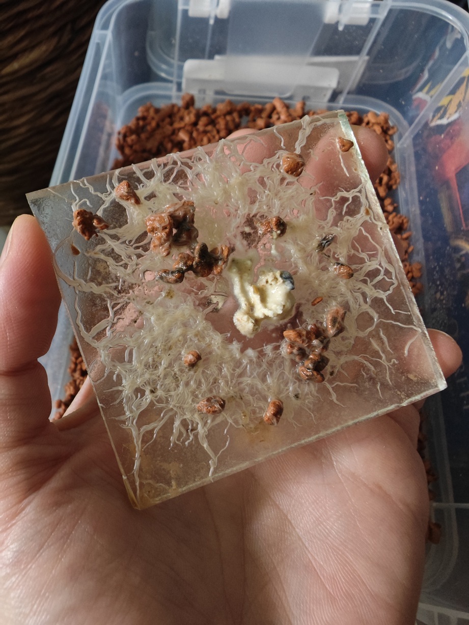 Grindal Würmer Zuchtansatz - Enchyträen Ersatz Grindal Würmer Zuchtansatz - Enchyträen Ersatz