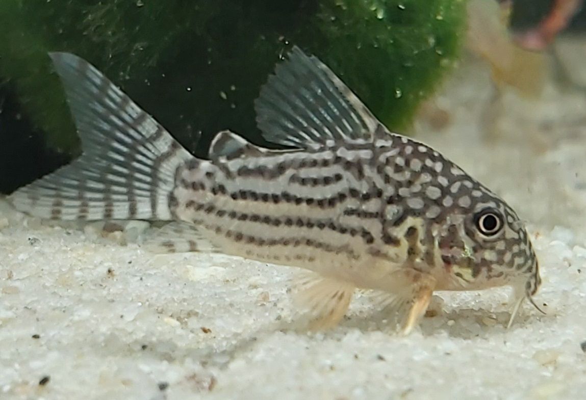 orangeflossen Panzerwels - lat. Corydoras Sterbai