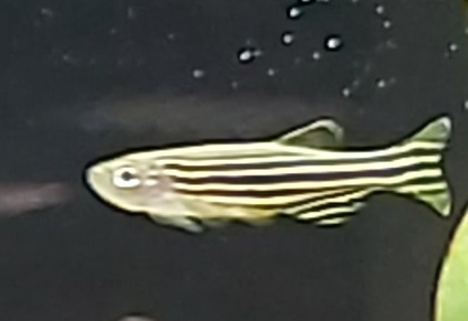 Zebrabärbling - lat. Danio rerio (Brachydanio rerio) Zebrabärbling - lat. Danio rerio (Brachydanio rerio)