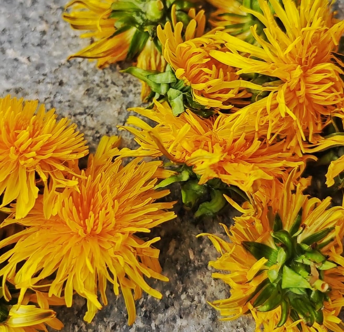 Löwenzahnblüten und die Auswirkung auf die Wasserwerte im Aquarium Löwenzahnblüten und die Auswirkung auf die Wasserwerte im Aquarium