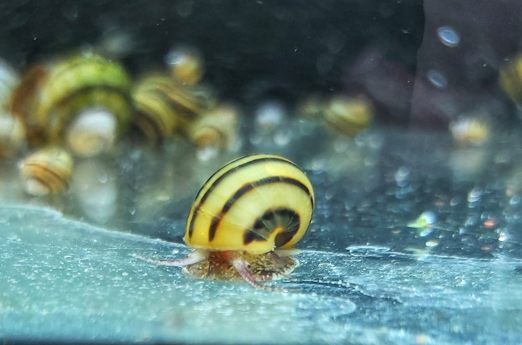 Zebra Apfelschnecke - lat. Asolene spixi