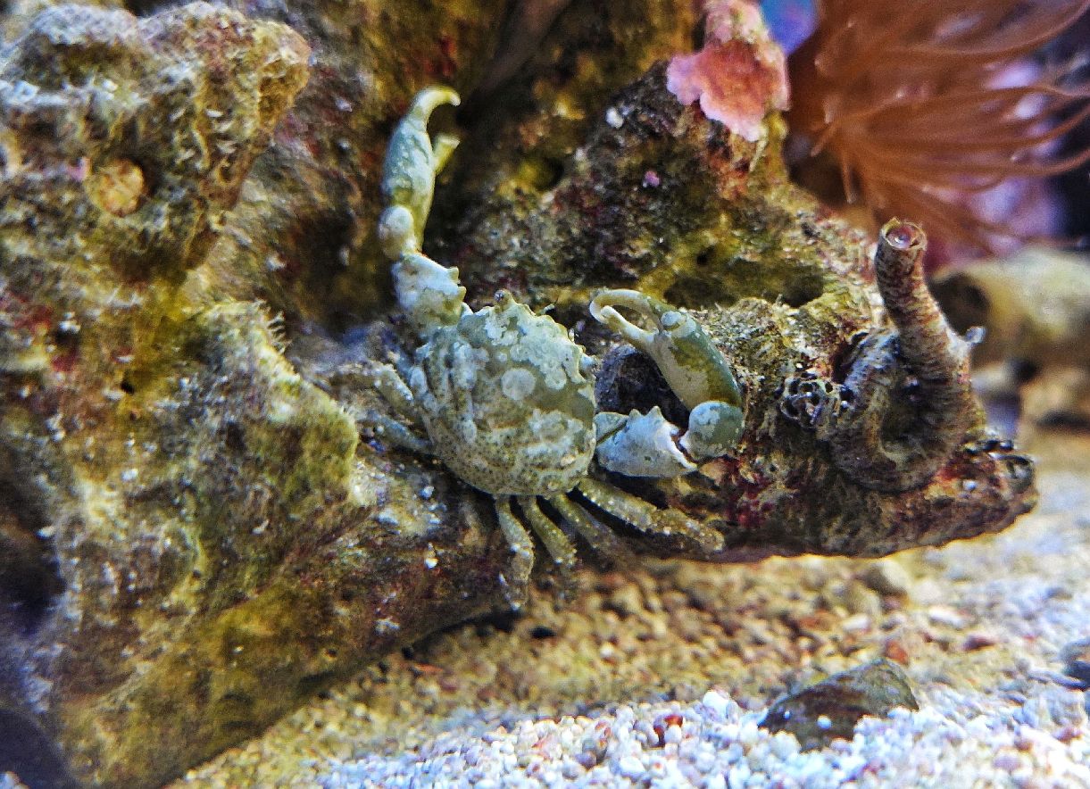 Grüne Spinnenkrabbe - lat. Mithraculus sculptus