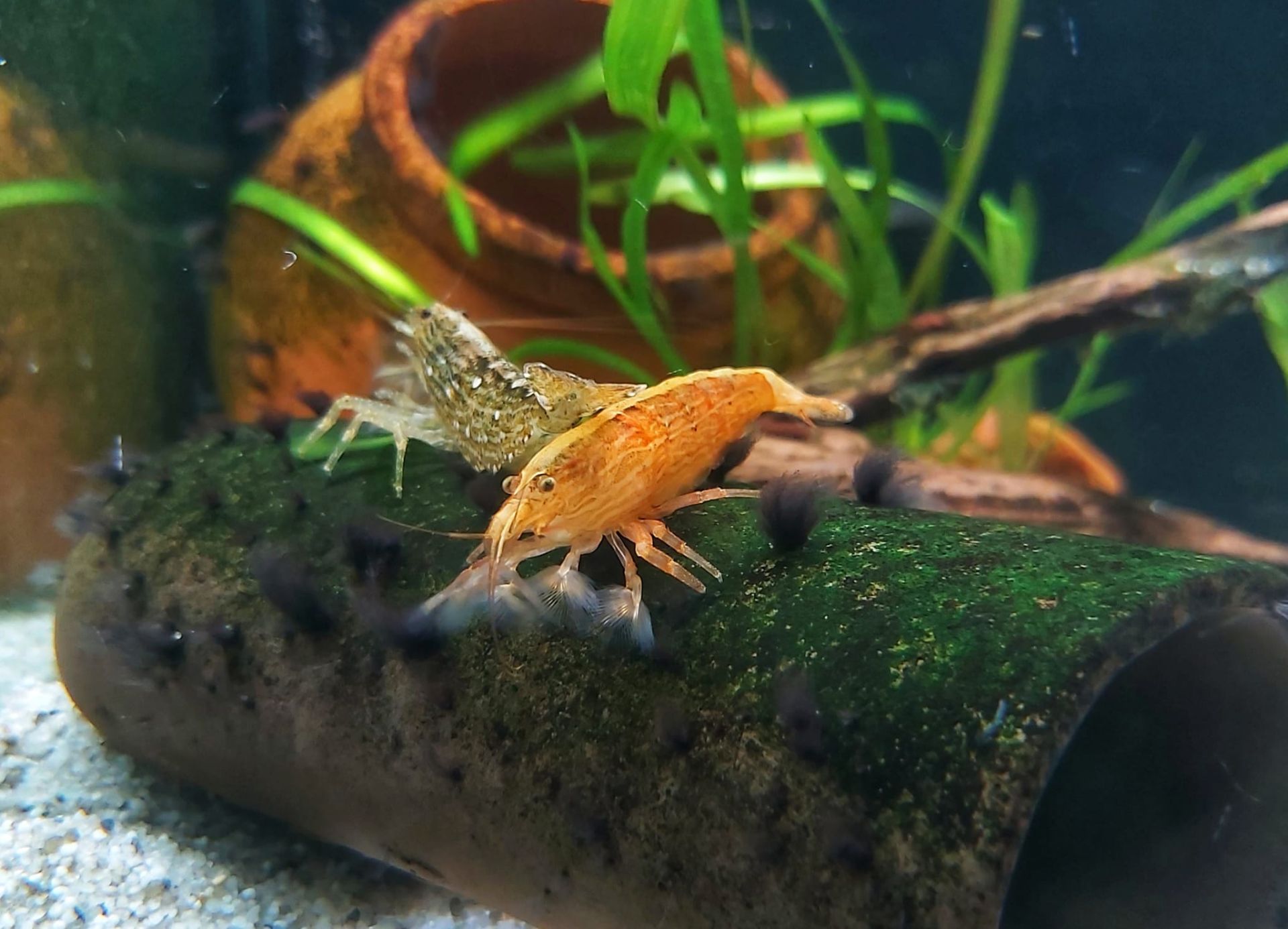 Molukkenfächergarnele - lat. Atyopsis moluccensis 