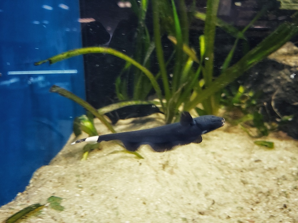 Weißstirn Messerfisch - lat. Apteronotus albifrons 