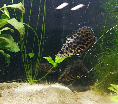 Leopard Buschfisch - lat. Ctenopoma acutirostre