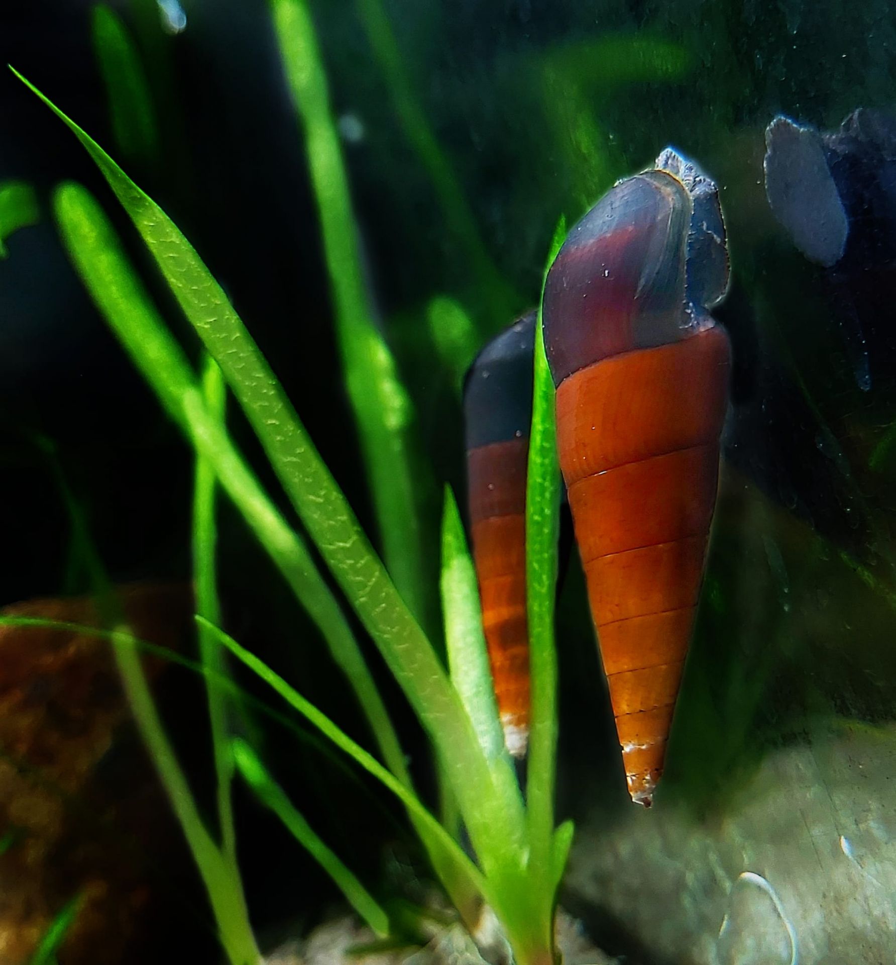 Teufelsdornschnecke, Lavaschnecke, Cappuchinoschnecke  - lat. Faunus ater