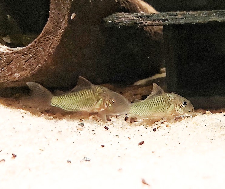 Smaragd Panzerwels - lat. Corydoras splendens