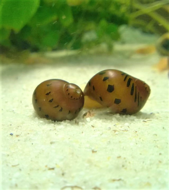 Orange Track Rennschnecke - lat. Neritina turrita Orange Track Rennschnecke - lat. Neritina turrita