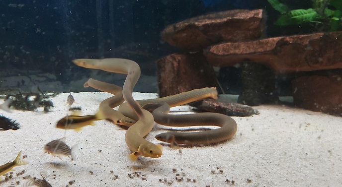 Flösselaale - lat. Erpetoichthys calabaricus