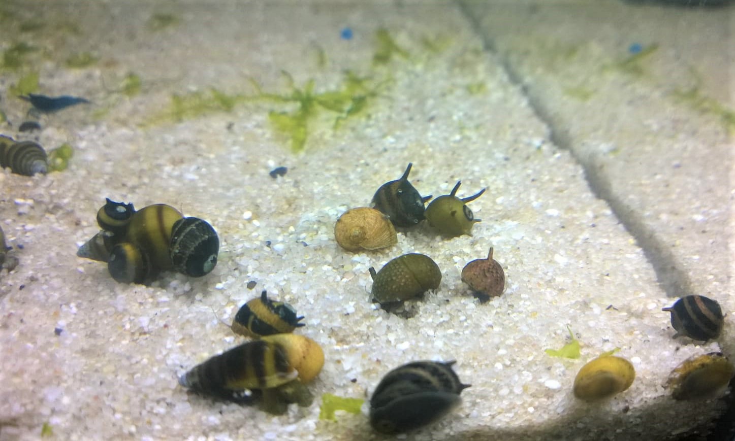 Geweihschnecken - lat. Clithon spec Geweihschnecken - lat. Clithon spec