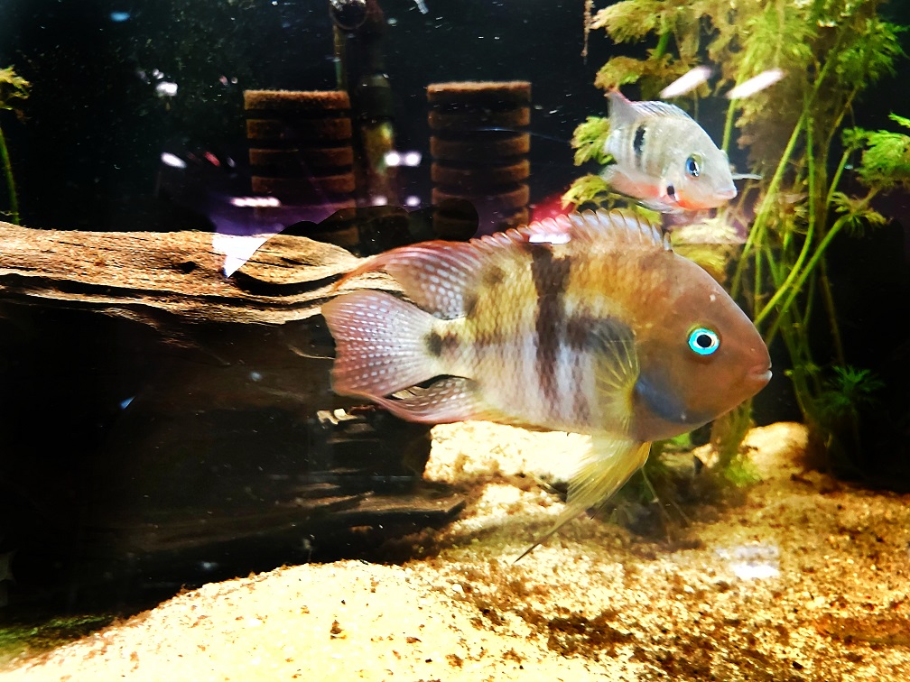 Sajica Buntbarsch im Aquarium