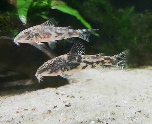  Schabrackenpanzerwels - lat. Corydoras barbatus