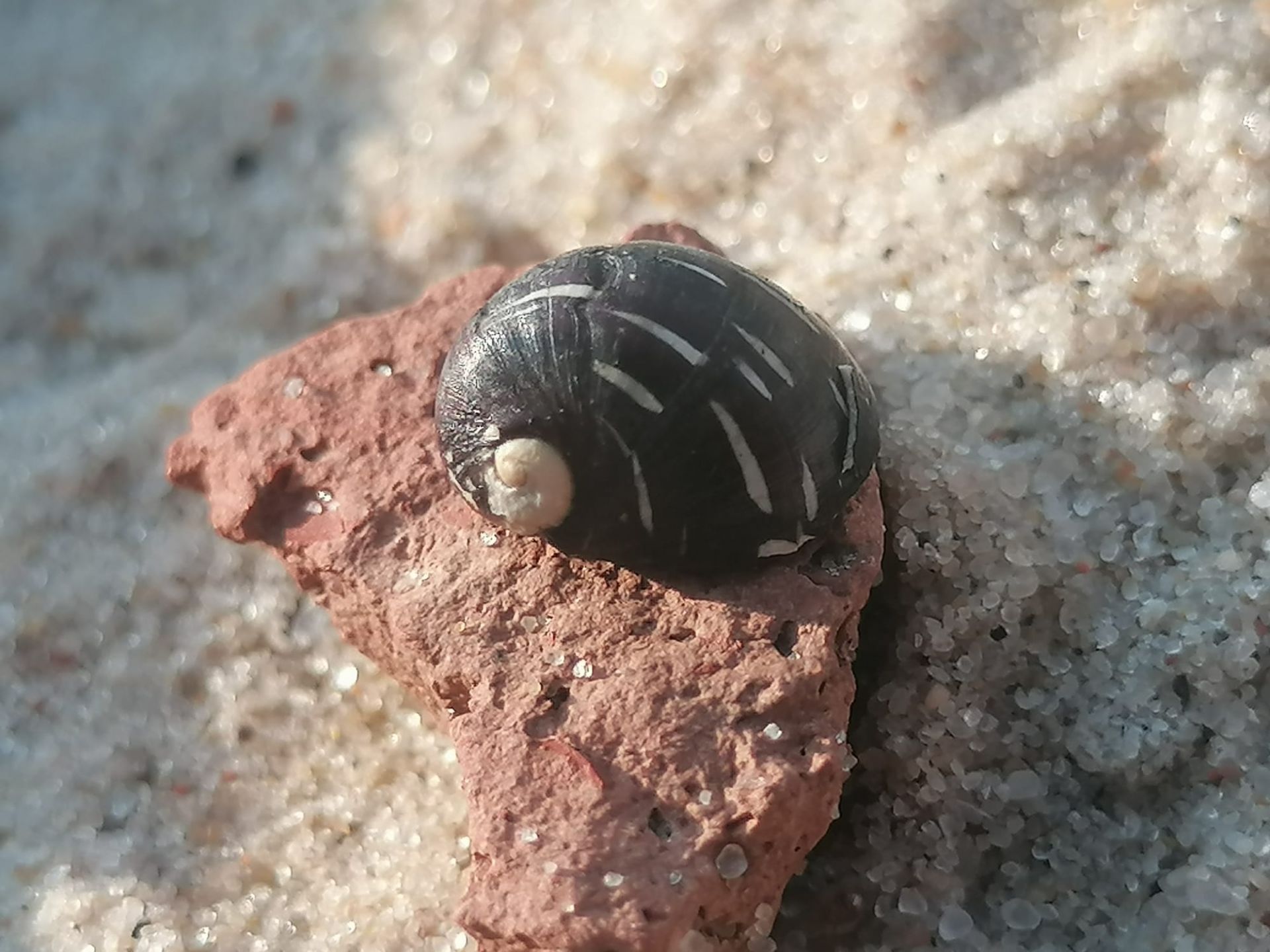 europäische Zwergflussschnecke / Kahnschnecke -  lat. Theodoxus fluviatilis