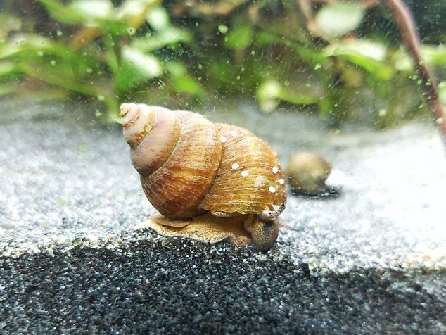 Sumpfdeckelschnecke - lat. Viviparus viviparus 